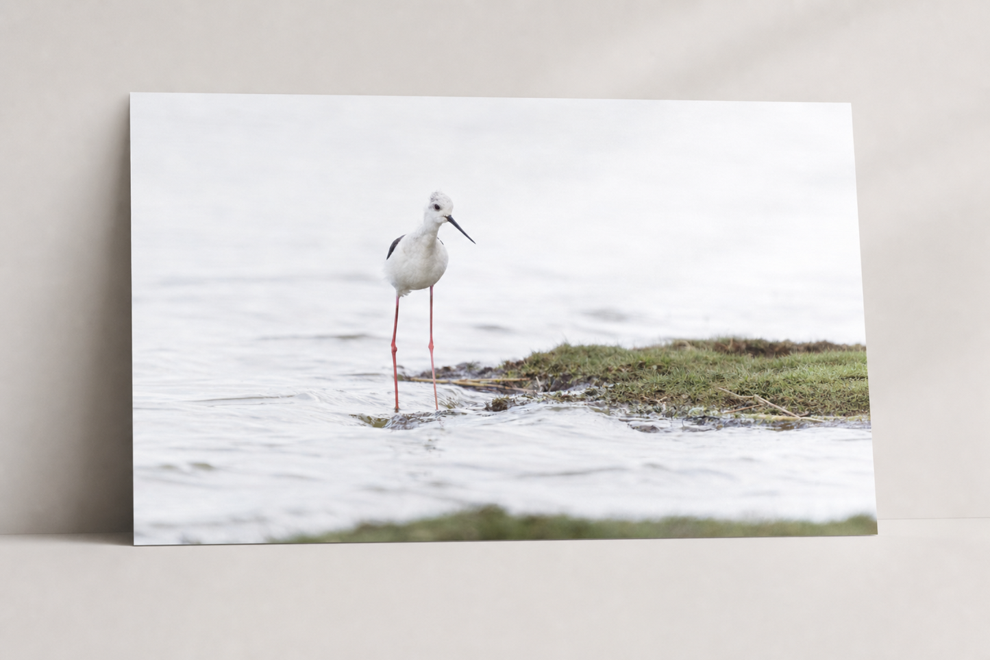 Steltkluut fine-art fotoprint in een natuurgeïnspireerd interieur