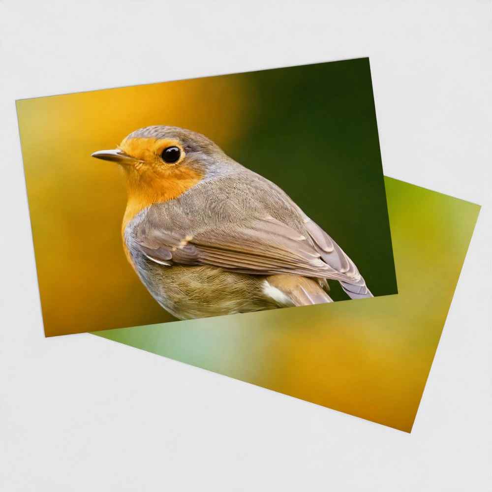 Voor- en achterzijde van de Roodborst briefkaart