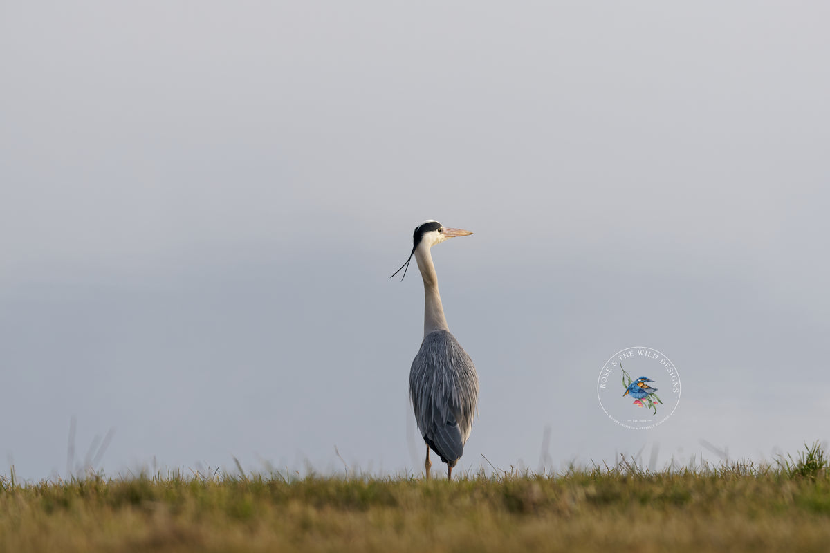 Blauwe reiger rechtop in het gras tegen een lichte achtergrond.
