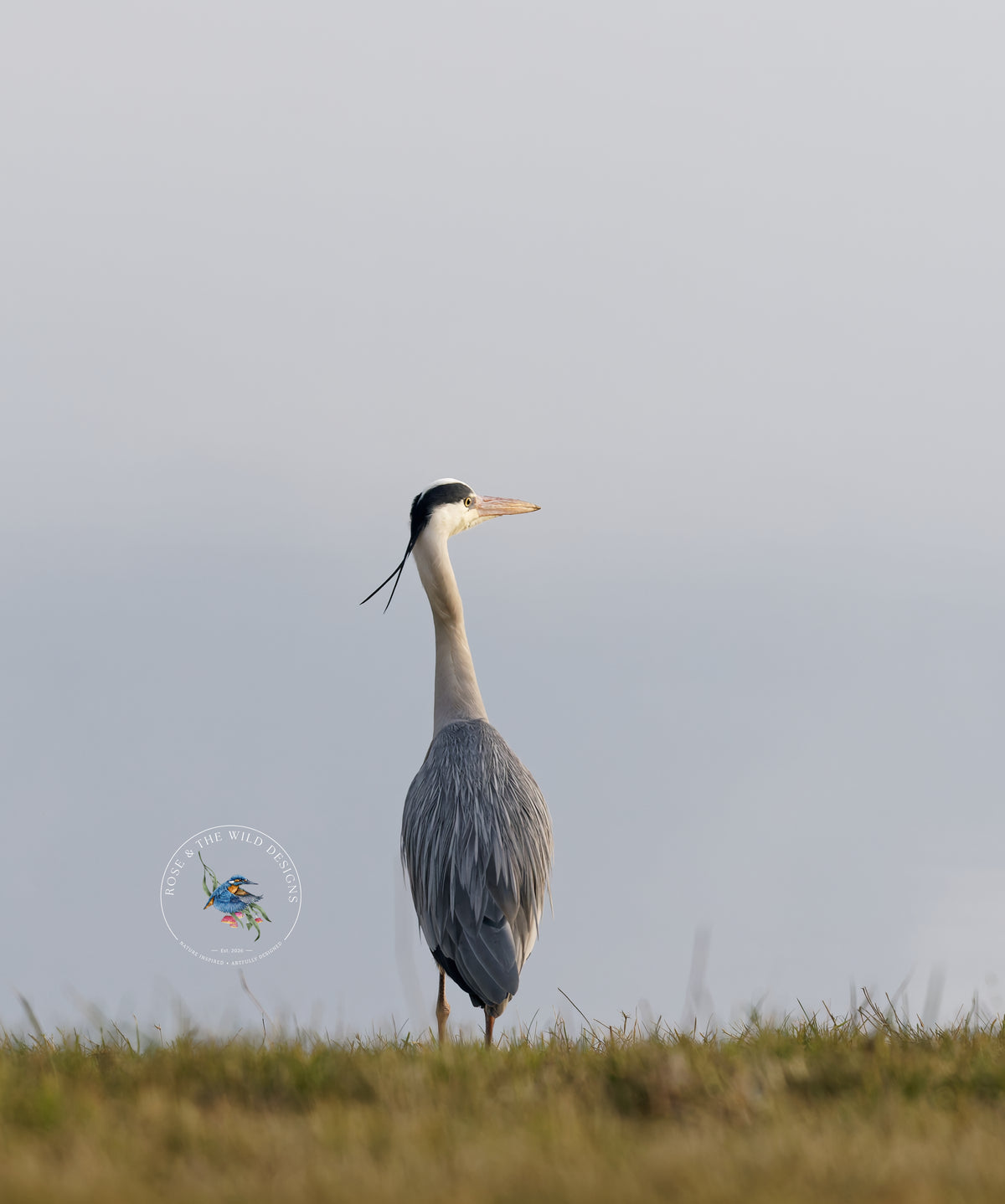 De originele foto van de Blauwe reiger