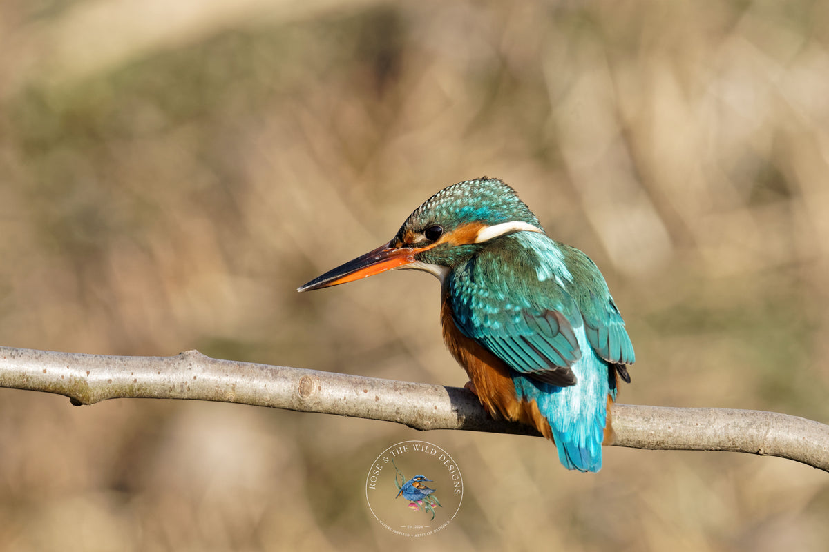 IJsvogel met blauwgroene veren en een oranje borst op een tak.