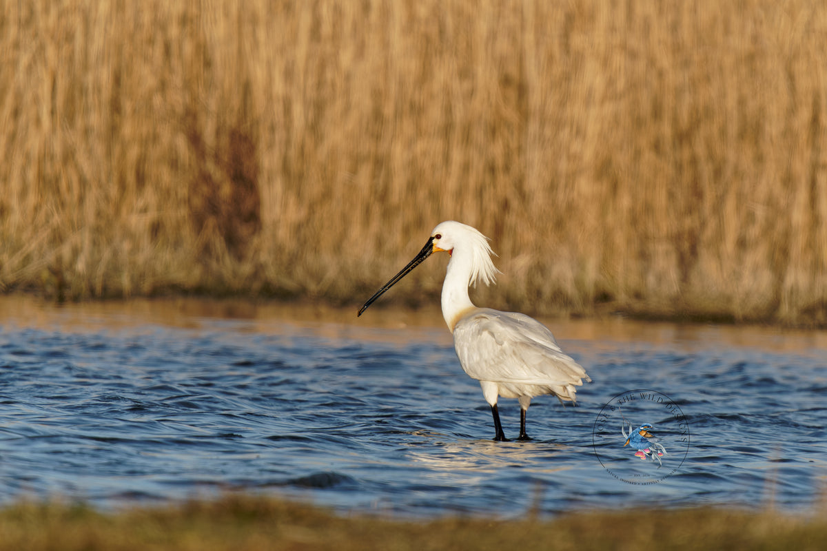 Originele foto van de Lepelaar in het water