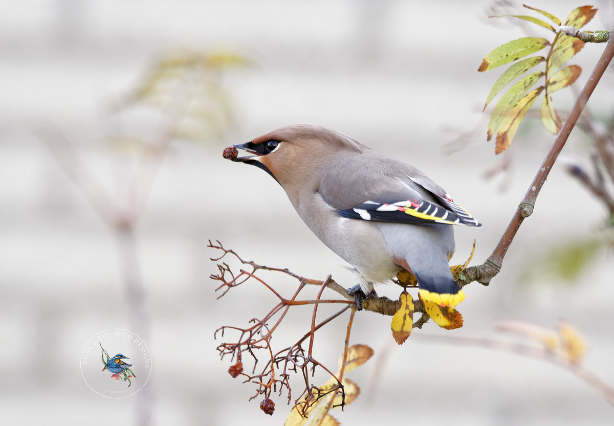 Pestvogel op een tak met bessen tegen een zachte, lichte achtergrond.