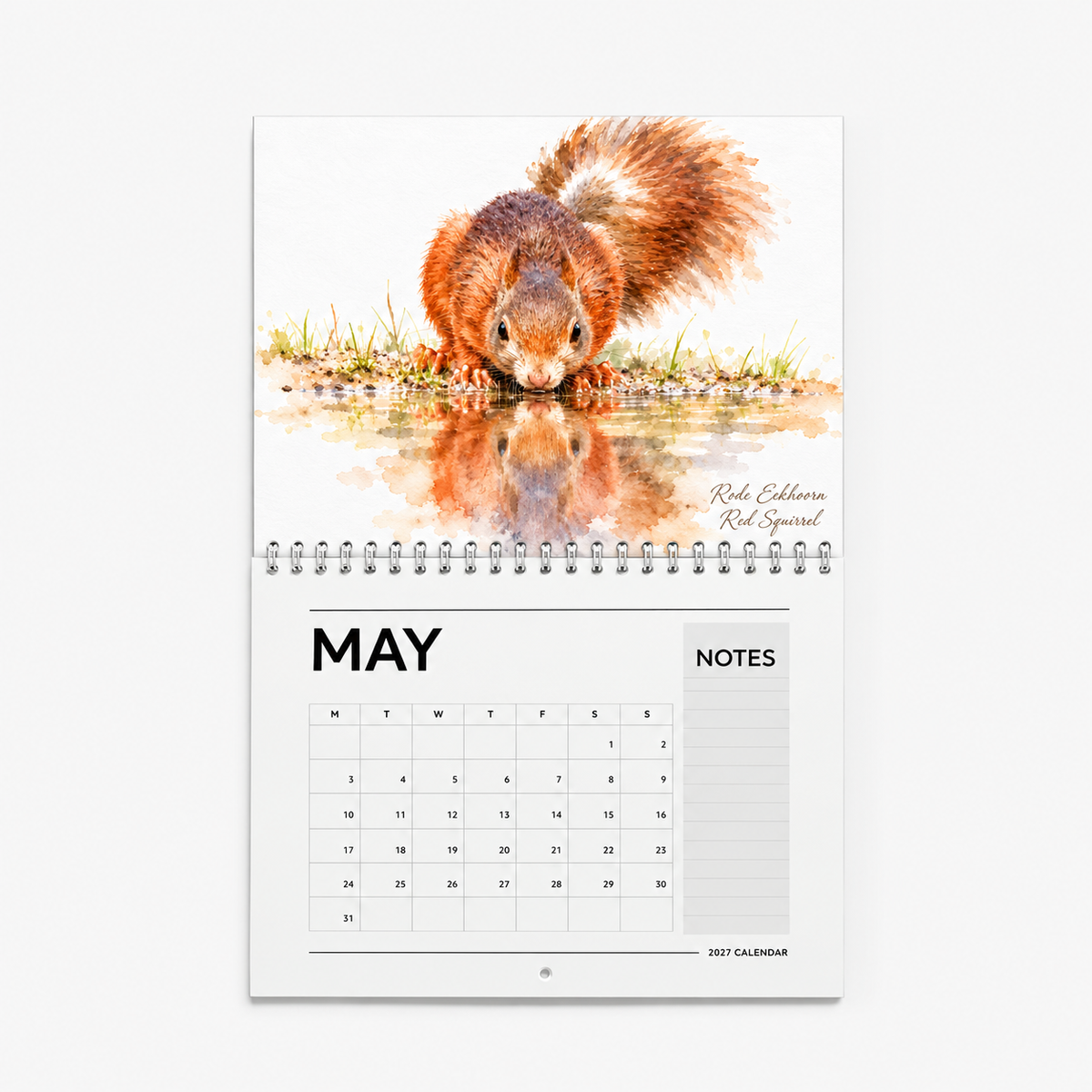 Meipagina van de Aquarelkalender 2027 met een drinkende rode eekhoorn en zijn spiegelbeeld in het water