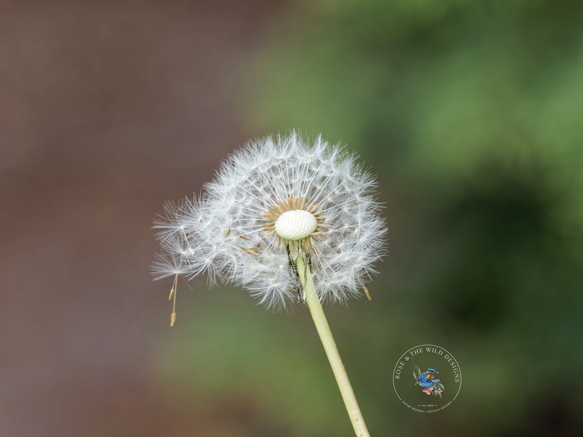 Originele foto van een paardenbloem