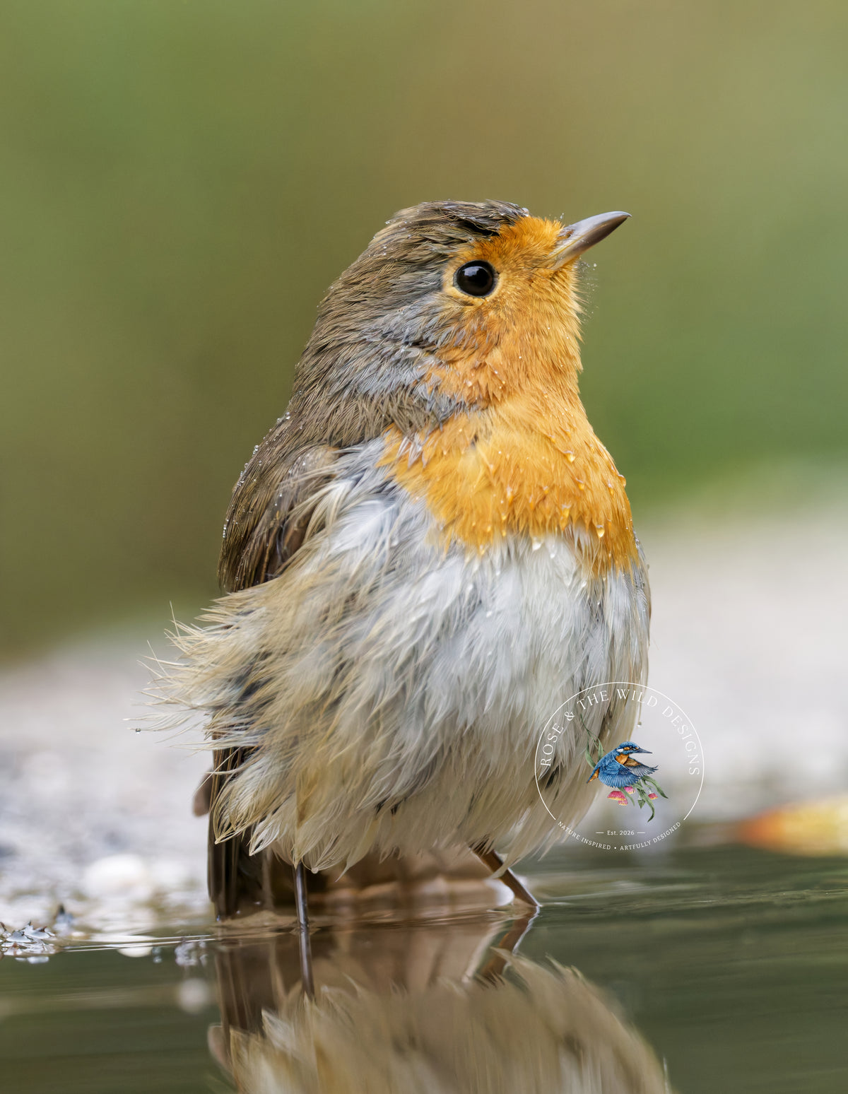 Originele foto van de Roodborst