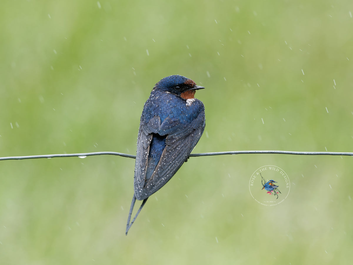 Boerenzwaluw met een blauwzwarte rug op een dunne draad.