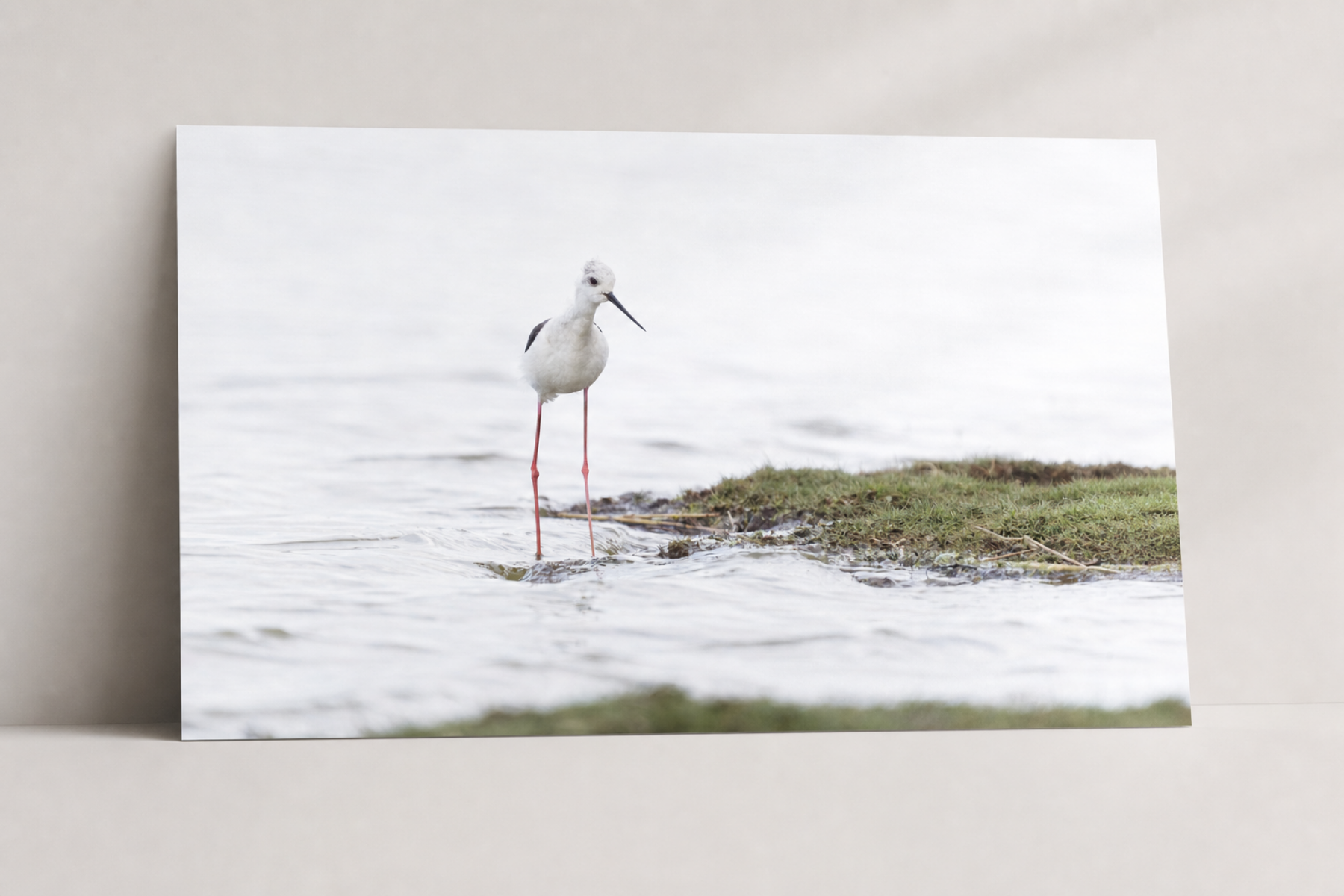 Steltkluut fine-art fotoprint in een natuurgeïnspireerd interieur