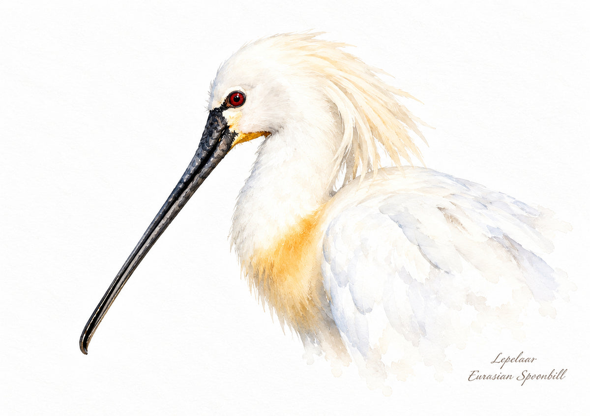 Portret van een lepelaar met lange zwarte snavel, digitaal bewerkt in aquarelstijl